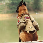 Ihrtrade Tactical Dog Harness Molle System Vest Adjustable Military - Image 3